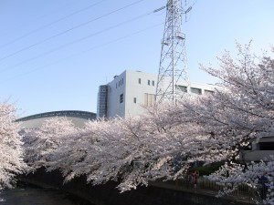町田・恩田川の桜